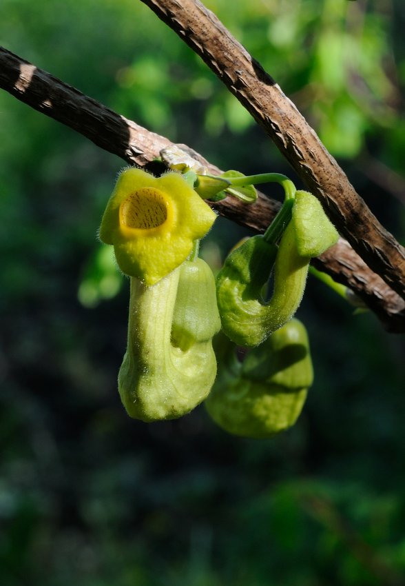 Изображение особи Aristolochia manshuriensis.