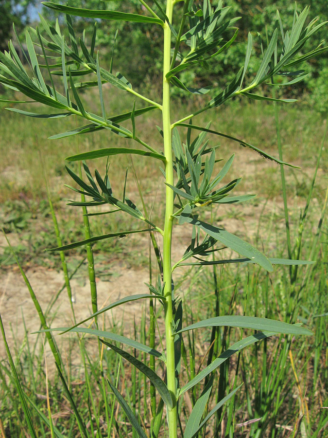 Изображение особи Euphorbia virgata.