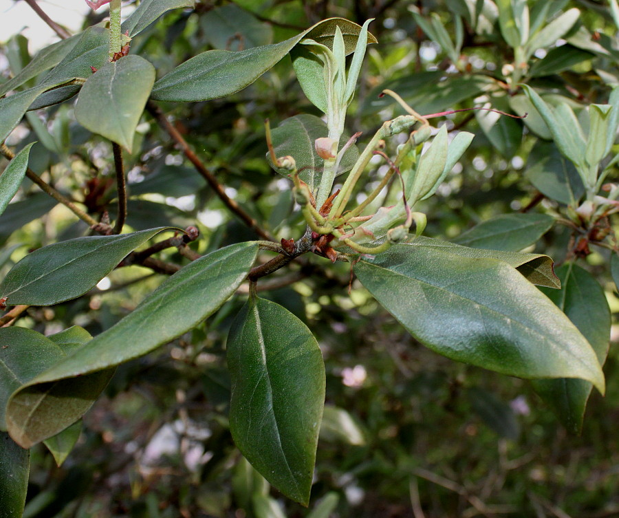 Image of Rhododendron rubiginosum specimen.