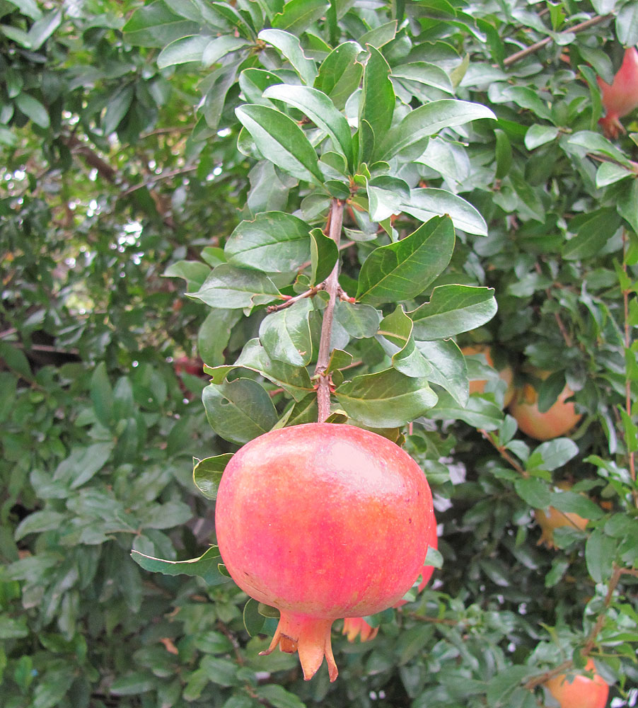 Image of Punica granatum specimen.