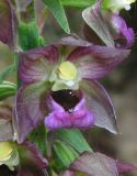 Epipactis helleborine. Цветок. Крым, окр. Феодосии, гора Эчкидаг, каменистая осыпь. 7 июня 2014 г.