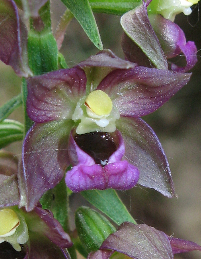 Изображение особи Epipactis helleborine.