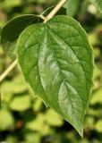Philadelphus coronarius. Лист. Германия, г. Дюссельдорф, Ботанический сад университета. 02.06.2014.
