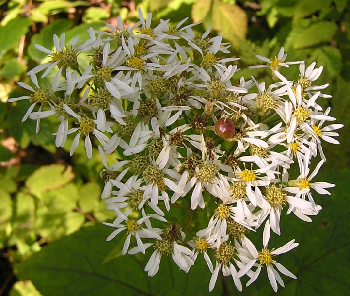 Изображение особи Doellingeria scabra.