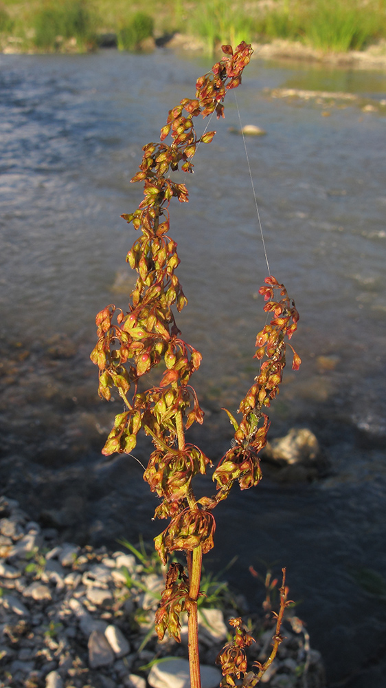 Image of Rumex sylvestris specimen.