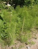 Equisetum telmateia