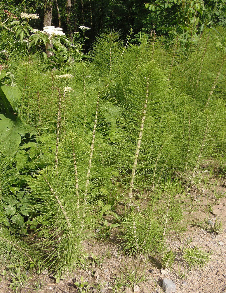 Изображение особи Equisetum telmateia.