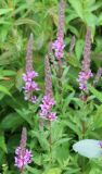 Lythrum salicaria