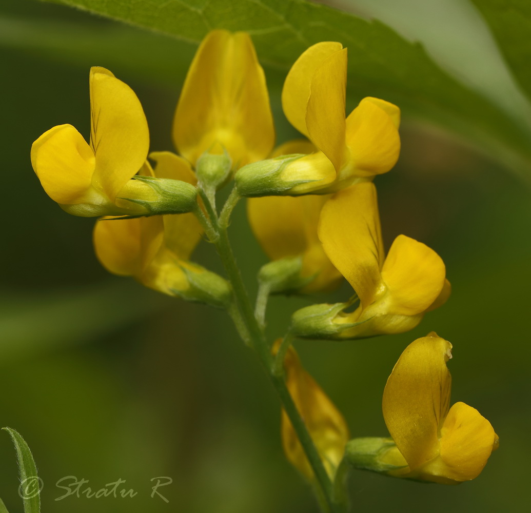 Изображение особи Lathyrus pratensis.