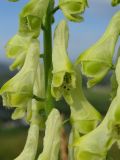 Aconitum barbatum