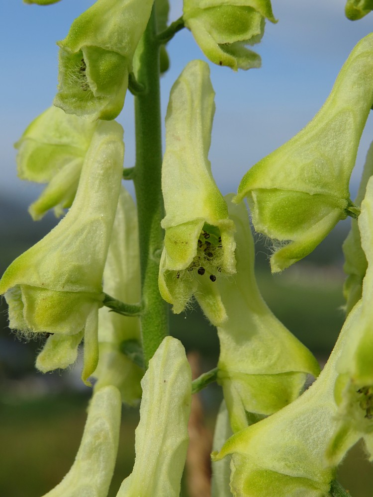 Изображение особи Aconitum barbatum.