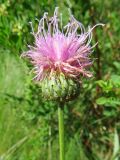 Klasea marginata