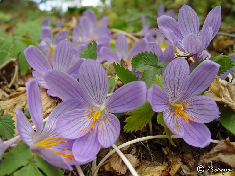 Image of Crocus speciosus specimen.