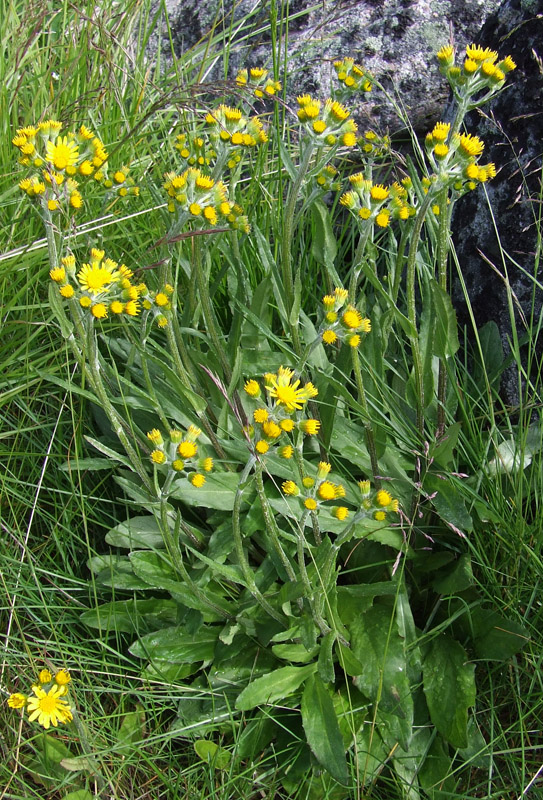 Изображение особи Tephroseris integrifolia.