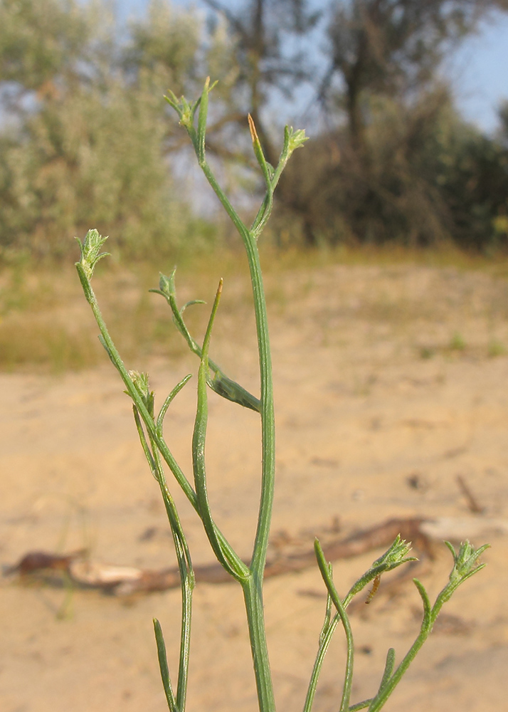 Изображение особи Corispermum ucrainicum.