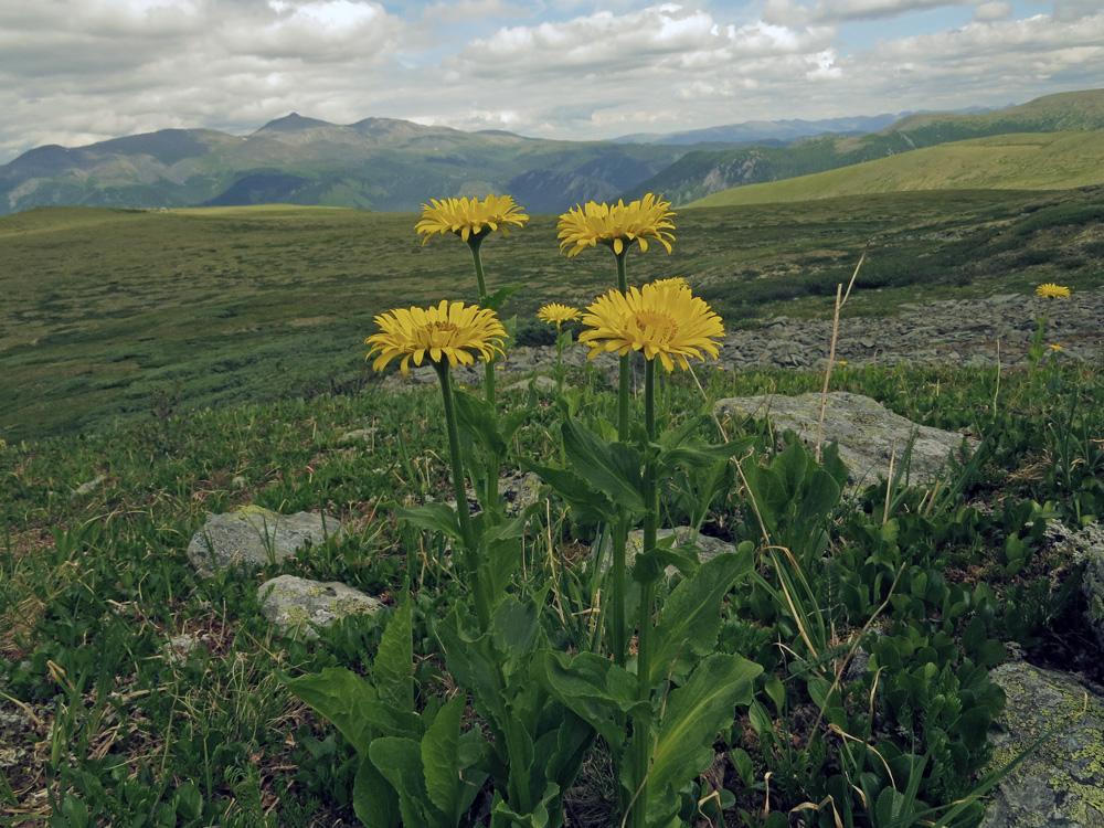 Изображение особи Doronicum altaicum.