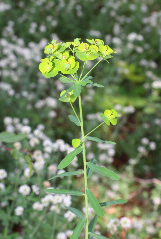 Изображение особи Euphorbia virgata.