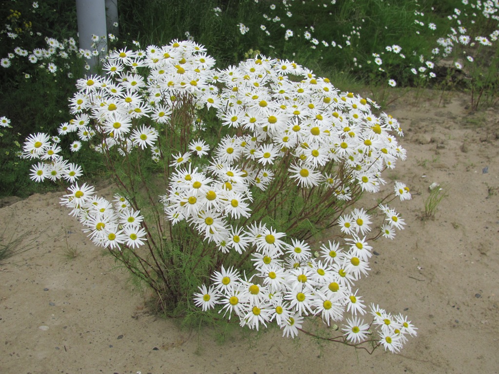 Image of Tripleurospermum hookeri specimen.