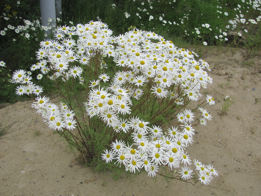 Изображение особи Tripleurospermum hookeri.