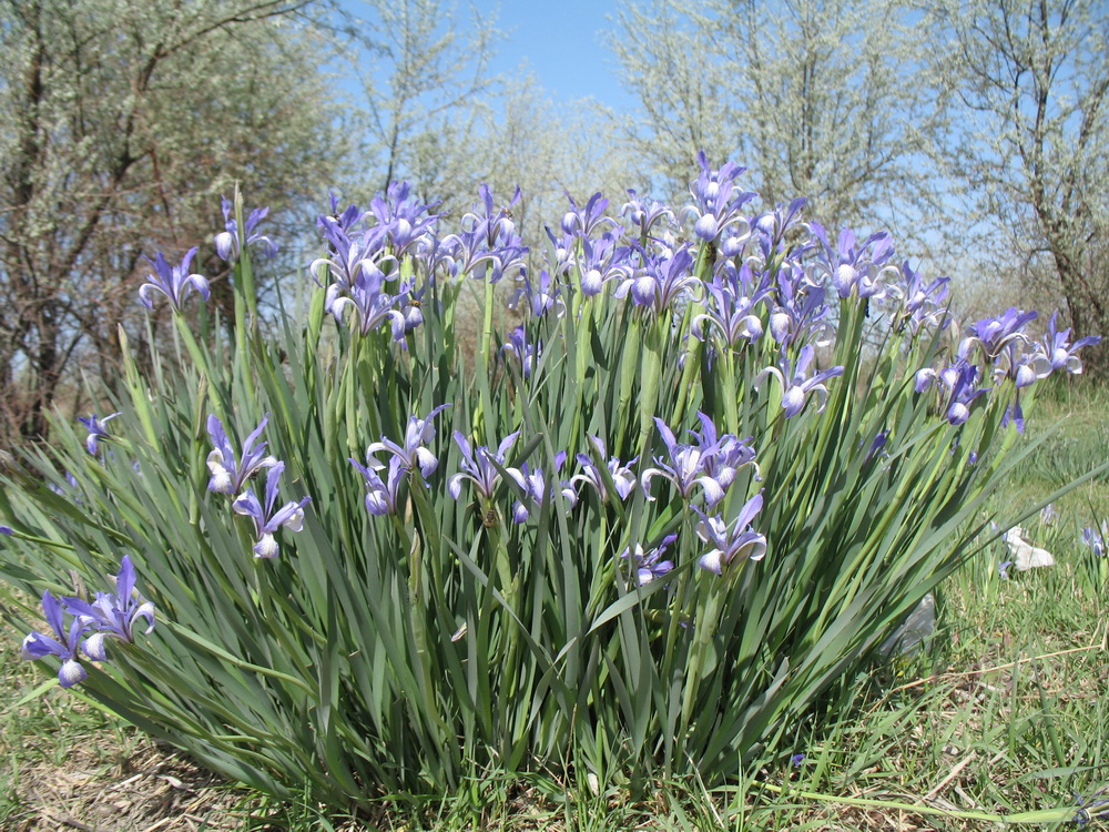 Image of Iris pallasii specimen.