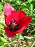 genus Tulipa. Цветок. Кемеровская обл., г. Кемерово, заброшенный садовый участок. 09.06.2009.