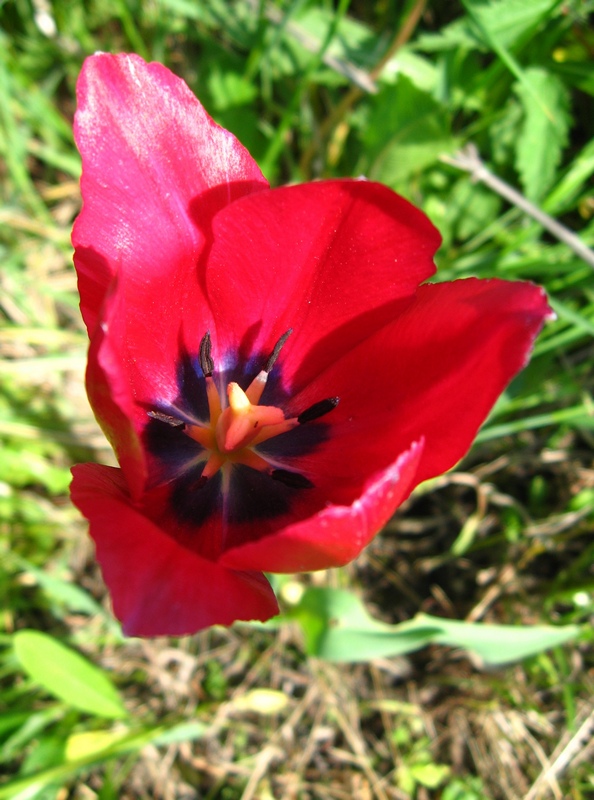 Изображение особи род Tulipa.