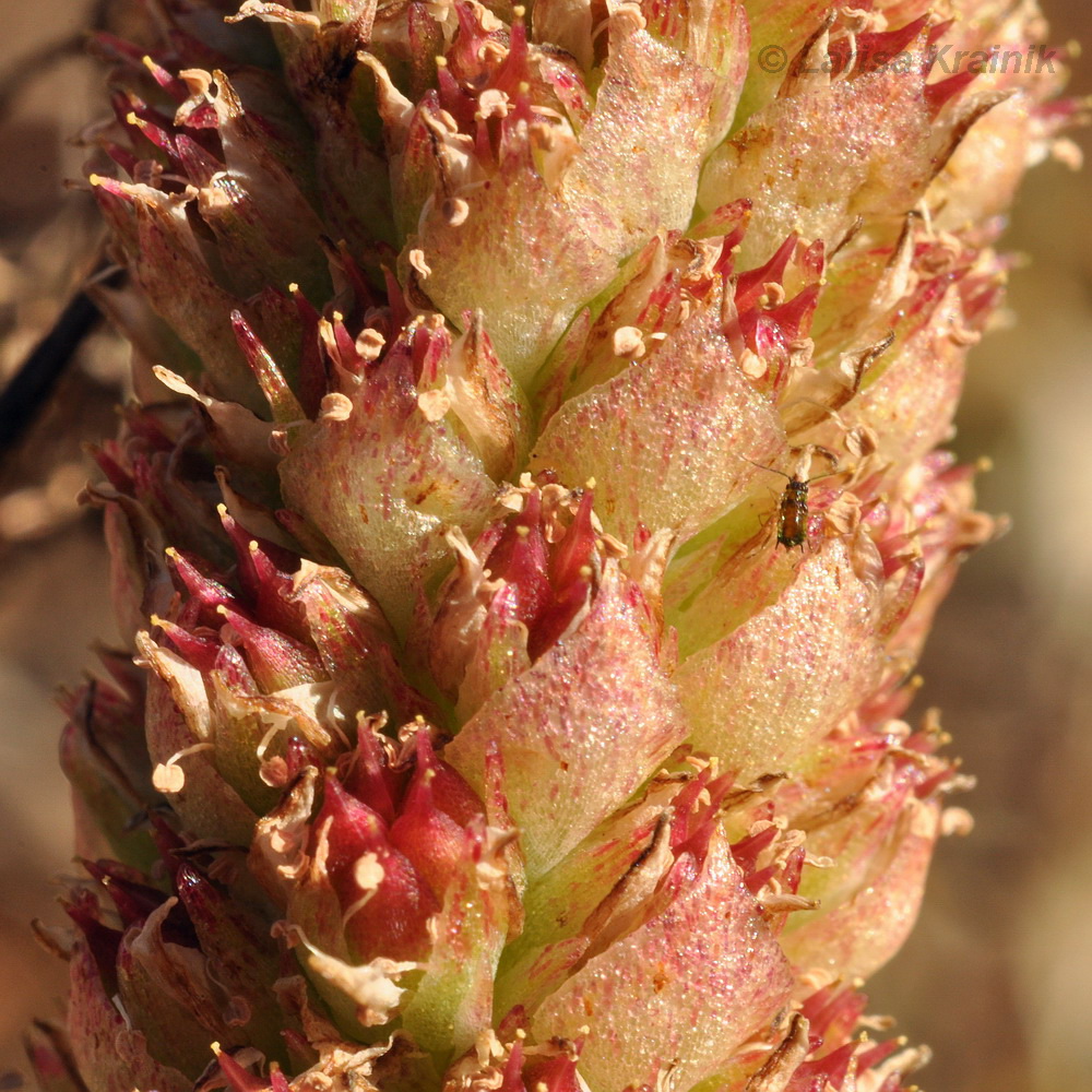Image of Orostachys malacophylla specimen.