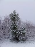 Pinus friesiana. Одиночное дерево. Мурманская обл., окр. пос. Туманный, район Нижнесеребрянской ГЭС. 14.10.2014.