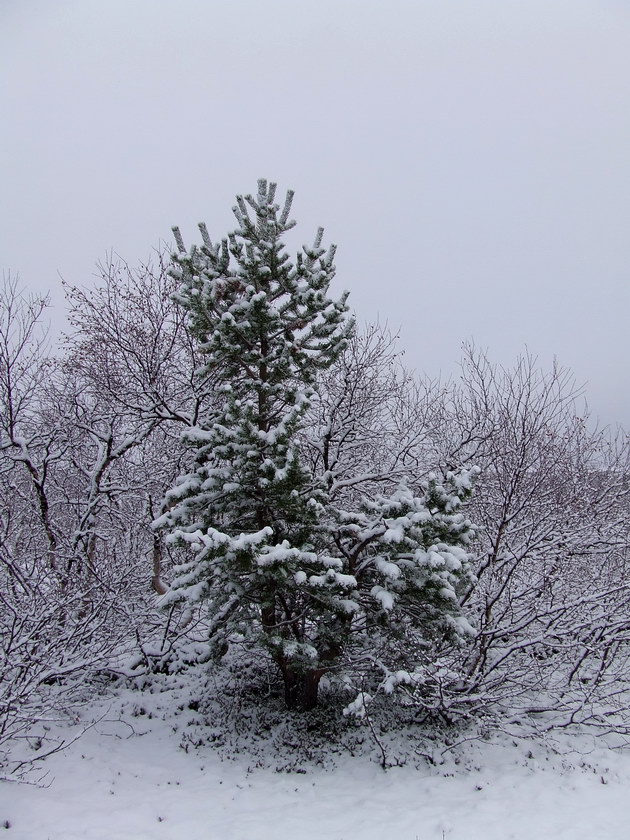 Изображение особи Pinus friesiana.