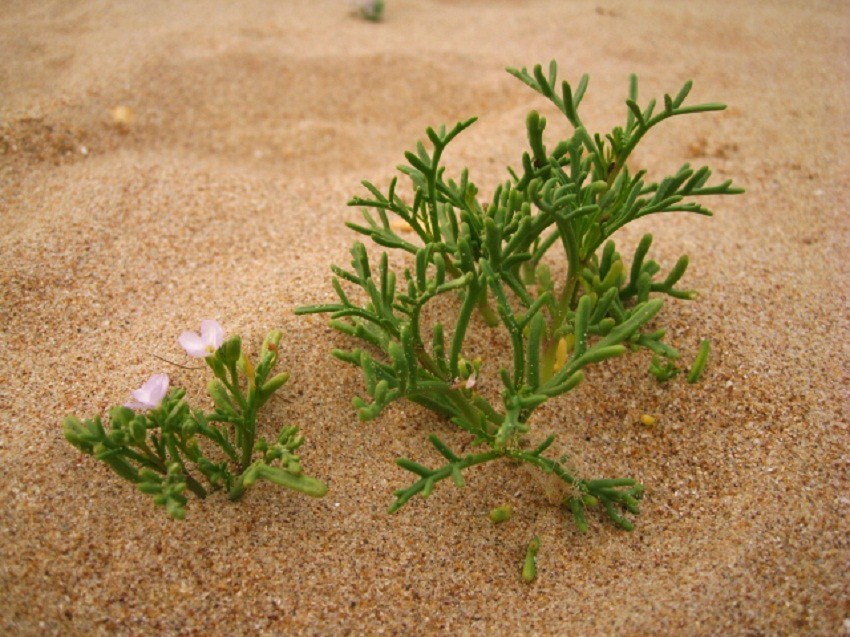 Image of Cakile euxina specimen.