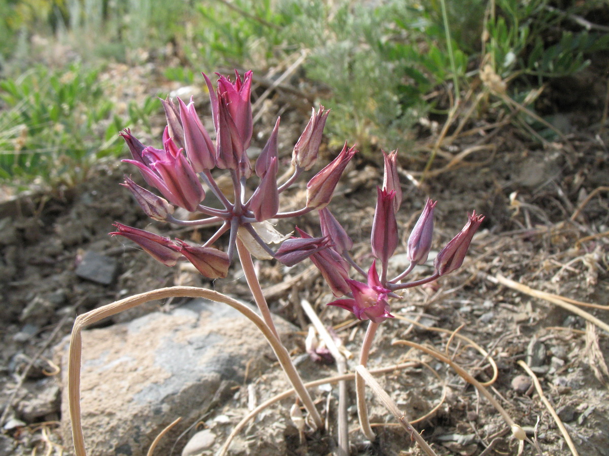 Изображение особи Allium kujukense.
