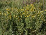 Chamaecytisus austriacus