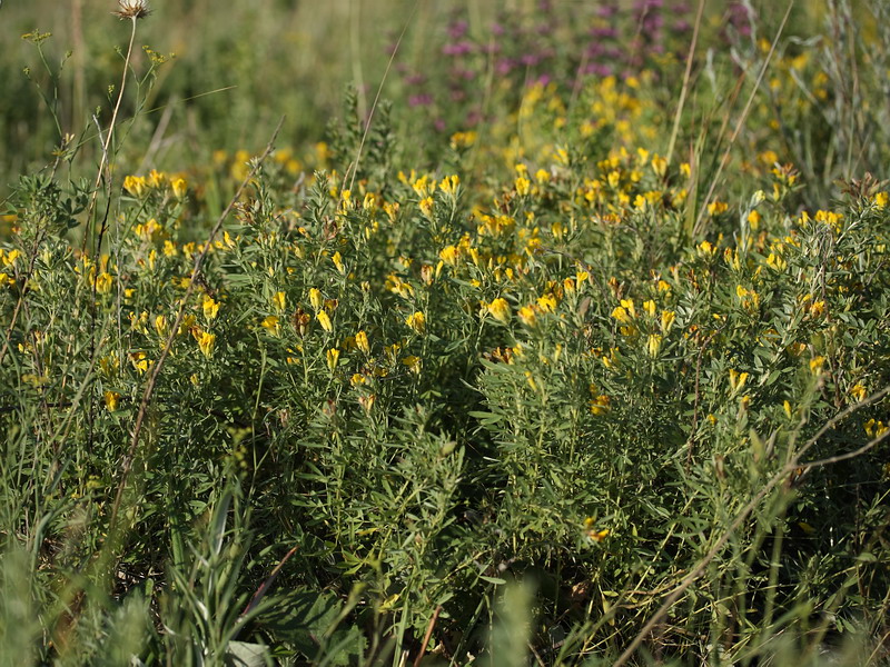 Изображение особи Chamaecytisus austriacus.