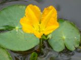 Nymphoides peltata
