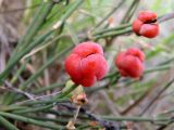 Ephedra distachya