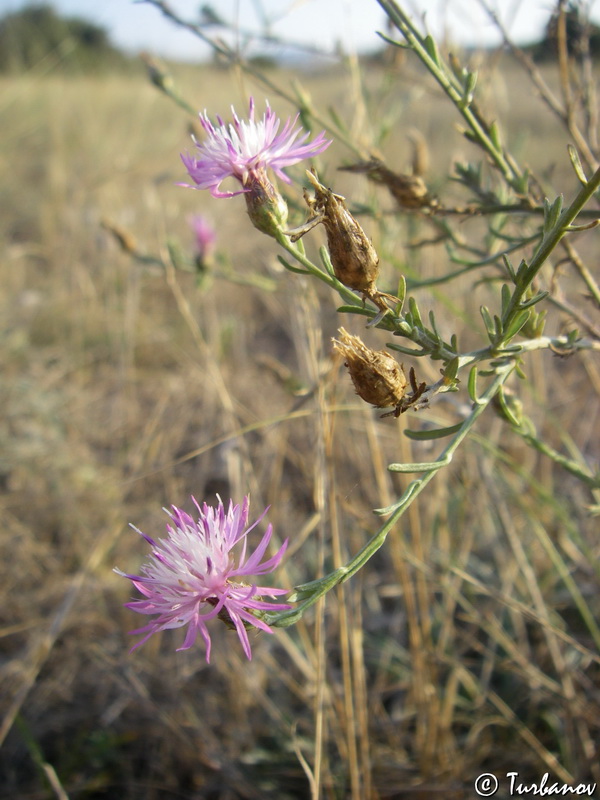 Image of Centaurea caprina specimen.