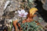 Linum tenuifolium