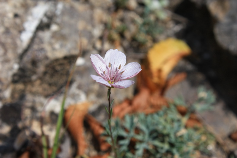 Image of Linum tenuifolium specimen.