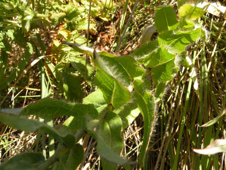 Изображение особи Hieracium virosum.