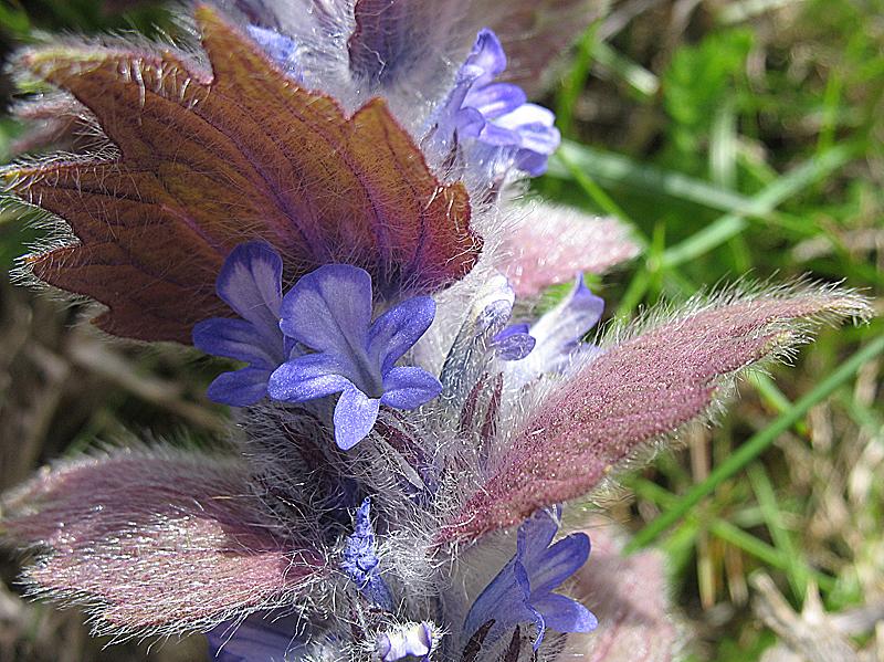 Изображение особи Ajuga orientalis.