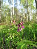 Lathyrus vernus. Верхушка цветущего растения. Подмосковье, окр. г. Кубинка, окр водохранилища Трасна, светлая поляна в смешанном лесу. 03.05.2008.