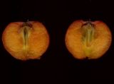 Sorbus aucuparia. Плод (продольный разрез). Курская обл., г. Железногорск, в культуре. 14 октября 2009 г.