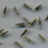 Carlina biebersteinii. Семянки (хохолки удалены). Курская обл., Железногорский р-н, пос. Каменец, ур. Жуковец, залежь. 1 ноября 2009 г.