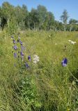 Aconitum baicalense