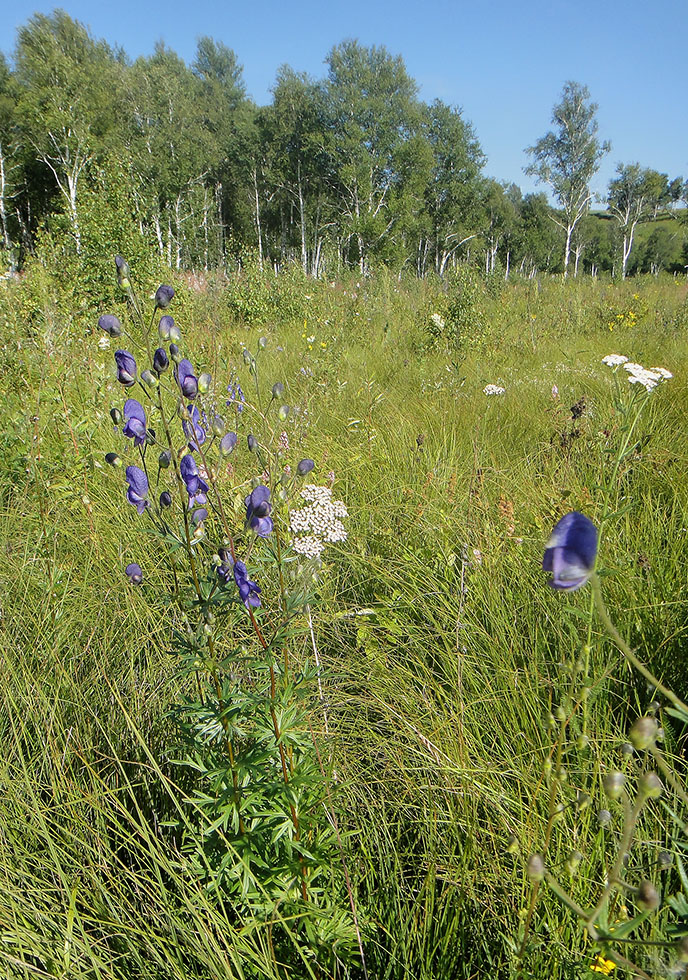 Изображение особи Aconitum baicalense.