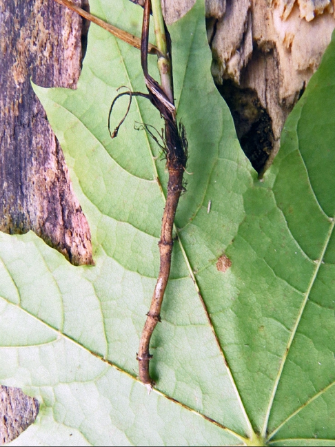 Image of Seseli annuum specimen.