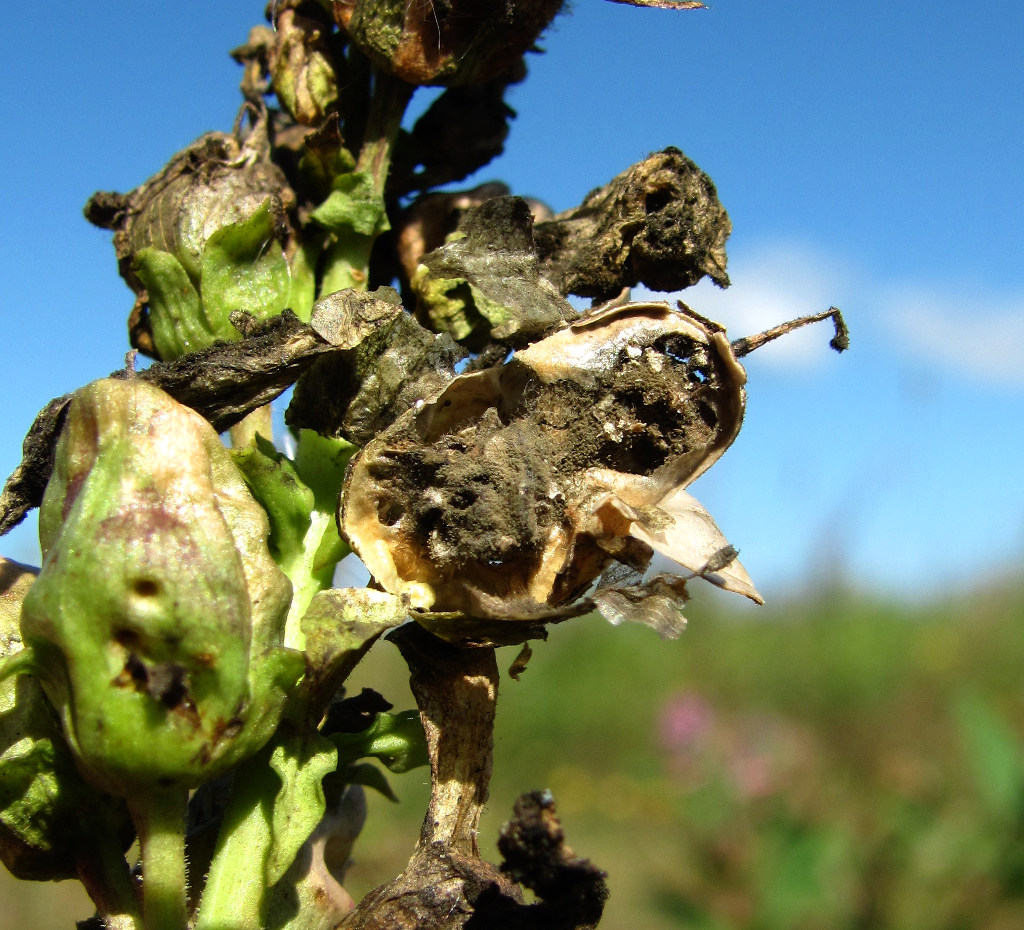 Image of Linaria vulgaris specimen.