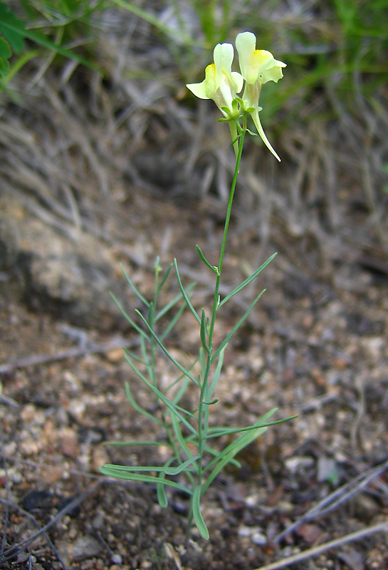 Изображение особи Linaria altaica.