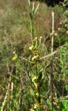 Symphyotrichum graminifolium