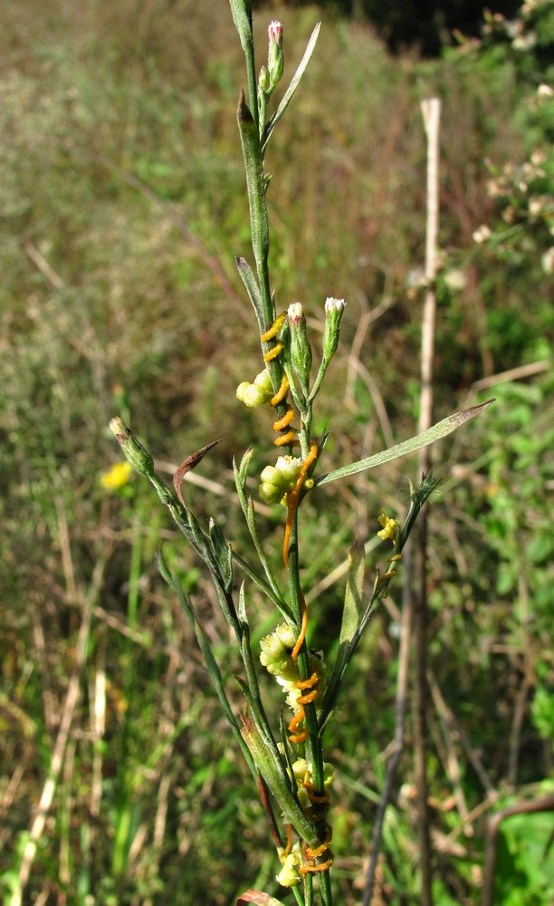 Изображение особи Symphyotrichum graminifolium.